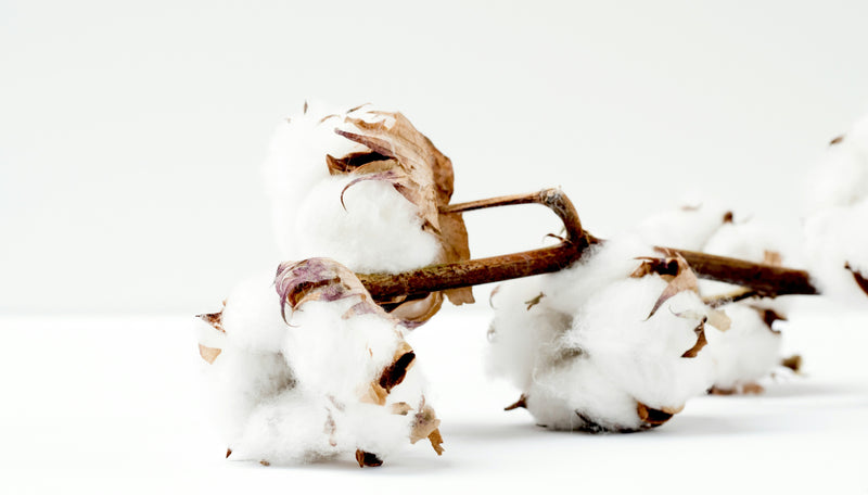 Blog-Reihe “Nachhaltigkeitszertifikate”: Vom Feld bis zur Faser – GOTS, Fairtrade Cotton und Cotton made in Africa